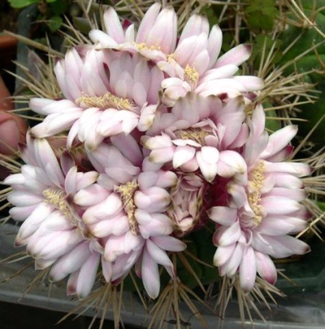 Gymnocalycium_eurypleurum_1